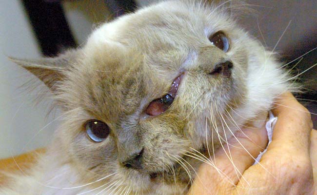 Record-Setting Cat With 2 Faces Dies at 15 