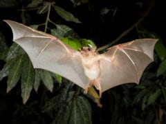 First Ebola Victim May Have Been Infected By Bats: Research