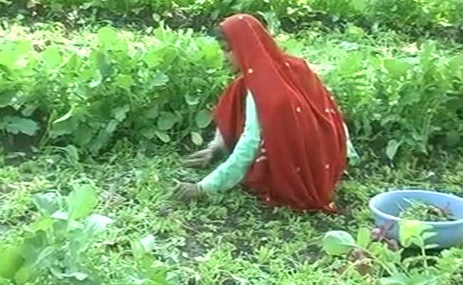 Despite Orders, Farming of Contaminated Vegetables Continues in Bhopal