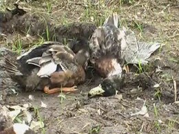 Bird Flu Scare in Chandigarh, Administration Resorts to Precautionary Measures Bird Flu Scare in Chandigarh, Administration Resorts to Precautionary Measures
