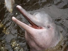 Bangladesh Oil Spill 'Threatens Rare Dolphins'
