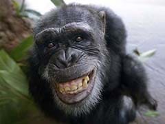 Chimps Get Herbal Tonic to Fight Winter Chill
