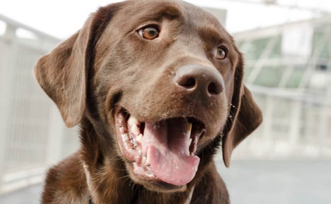 Pet Dog Saves Man From Home Fire