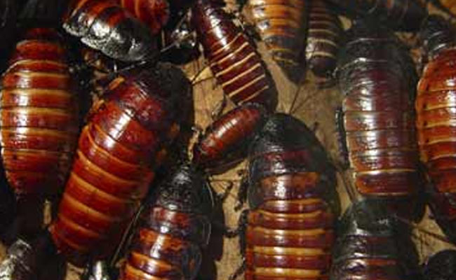 Cockroach Found In Processed Food