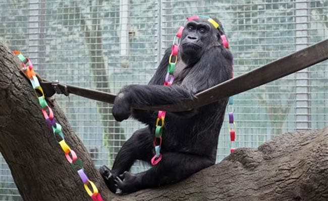 Oldest of Zoo Gorillas Turns 58 in United States