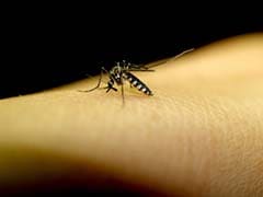 Risk of Dengue Increases Due to Climate Change, City Growth: Research