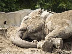 Vacation for Elephants: Spa, Ayurvedic Supplements And New Friends