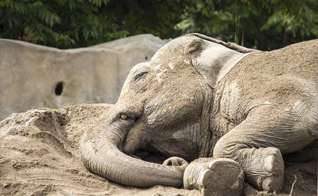 2 Elephants Rescued from a Well in Odisha