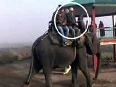 As Assam Burned With Violence, State's Top Bureaucrat Enjoyed Elephant Rides