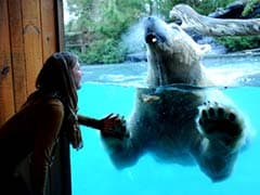 In France, A Night at Zoo Sleeping with a Polar Bear