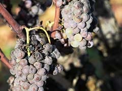 Sauternes Growers Fear New Train Line Will Sour Sweet French Wine