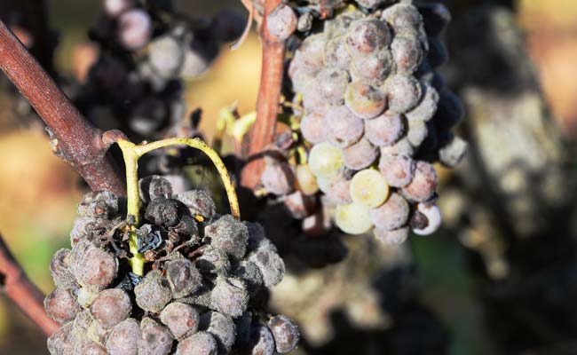 Sauternes Growers Fear New Train Line Will Sour Sweet French Wine