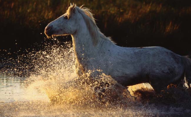 Animal Rights Activists Protest Against Illegal Horse Ride