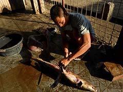 Uphill Battle to Tackle Indonesian Shark Fishing