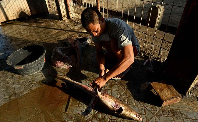 Uphill Battle to Tackle Indonesian Shark Fishing 