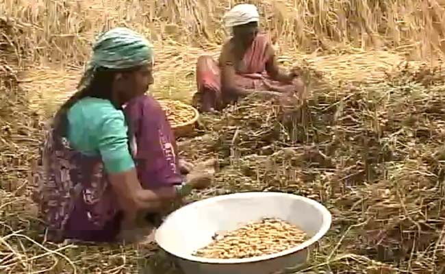 'Wish There Was No Morning': Karnataka Farmers, in Debt and Despair