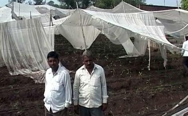 Heavy Rain, Hailstorm Damage Standing Crop in Northern Maharashtra