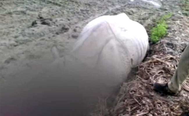 Rhinoceros Poached in Assam's Sonitpur District, Home Guard Killed