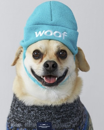 Pet Fashion Gets a Boost: Dogs Will Now Have Designer Clothing, Poo Bags