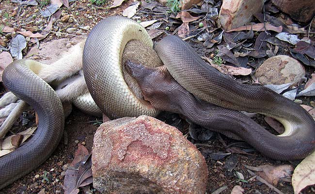 Python Devours Wallaby in Giant Meal: Australian Ranger