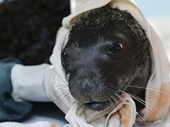 Orphan Seal Andriana Is A Greek Survivor