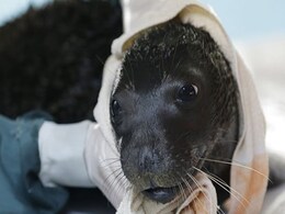 Orphan Seal Andriana Is A Greek Survivor Orphan Seal Andriana Is A Greek Survivor