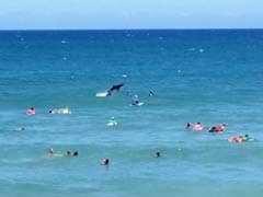 Shark 'Photobombs' Australian Surfing Competition