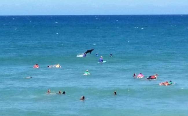 Shark 'Photobombs' Australian Surfing Competition 