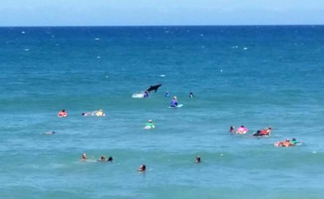 Shark 'Photobombs' Australian Surfing Competition