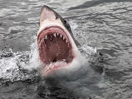 Australian Teen Killed in Shark Attack Australian Teen Killed in Shark Attack