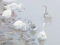 Bird Flu in Chandigarh, Sukhna Lake Closed to Public