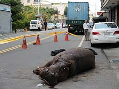 Hippo Jumps From Moving Truck in Taiwan, Startling Locals