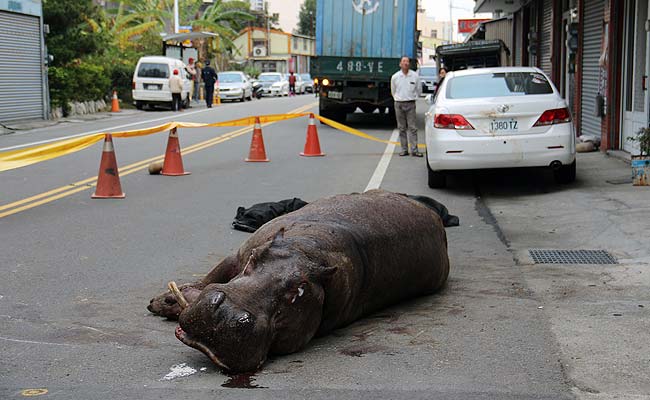 Hippo Jumps From Moving Truck in Taiwan, Startling Locals 