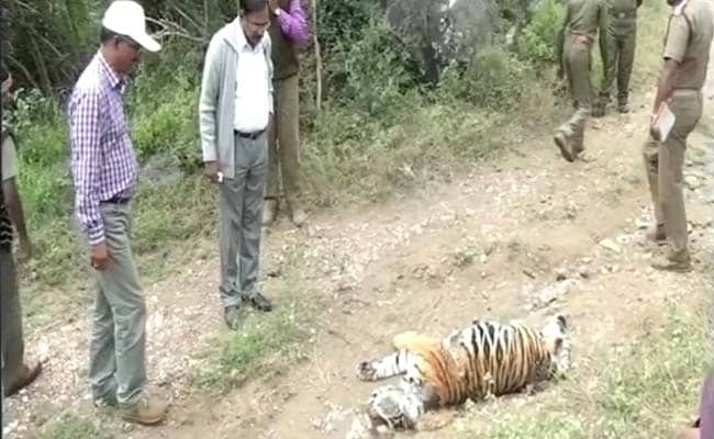 Two Tigers Found Dead In Tamil Nadu's Nilgiris Forest