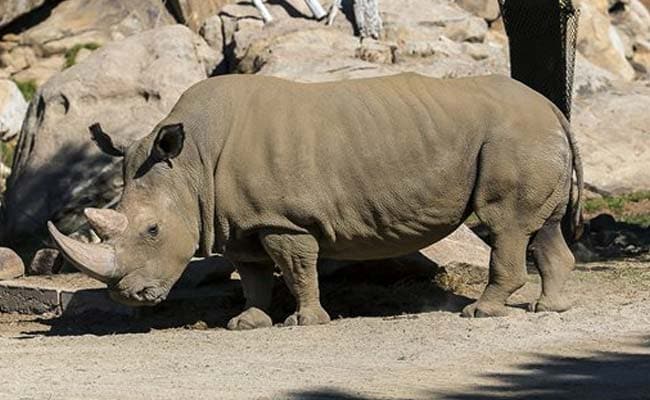 And Then There Were 5: Rare Rhino Dies in US