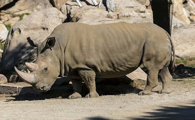 And Then There Were 5: Rare Rhino Dies in US 