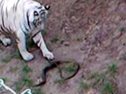 White Tiger, Bitten by Snake, Dies at Indore Zoo White Tiger, Bitten by Snake, Dies at Indore Zoo