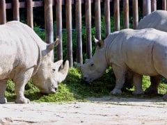 Rare White Rhino Treated For Mystery Illness in California