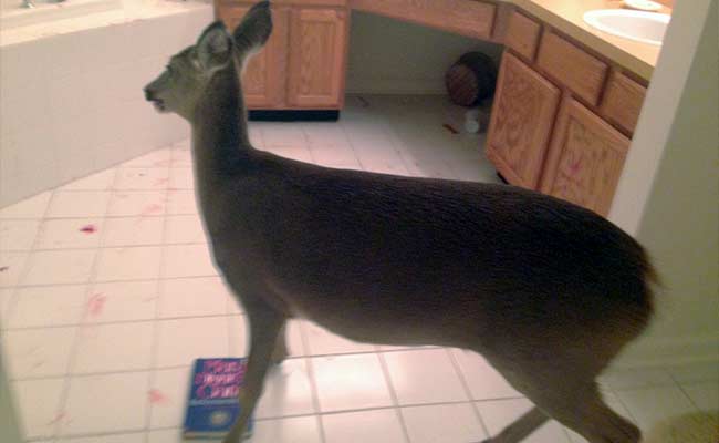 Deer Breaks Through House, Ransacks Bathroom 