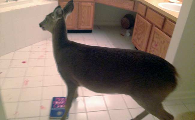 Deer Breaks Through House, Ransacks Bathroom