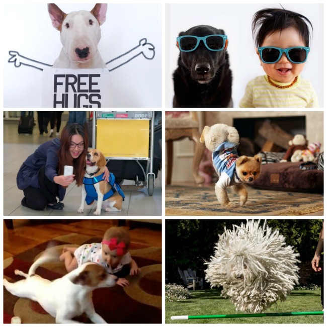 A Doggone 2014: 10 Awesome Pooches the Internet Obsessed Over This Year