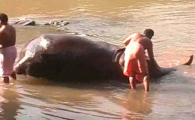 Tamil Nadu's Elephants Are On A Much-Needed Break