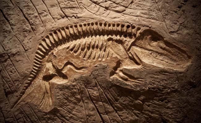 Scientists Discover Major Jurassic Fossil Site In Argentina
