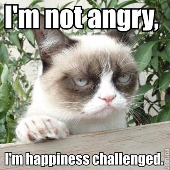 Grumpy cat? It gets that from you