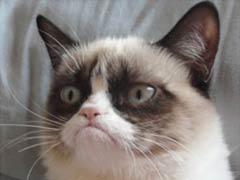 Grumpy Cat, Wipe That Frown Off, You're Rich