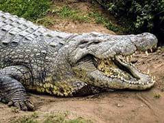 Just Like Humans, Crocodiles Love to Have Fun Too