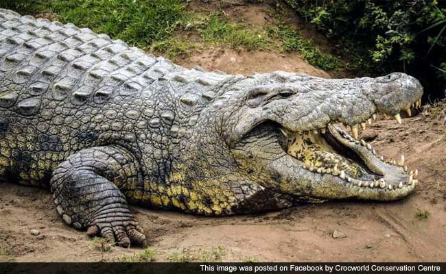 Look Who Just Turned 114! Say Hello to the World's Oldest Crocodile