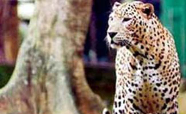 Female Leopard, 2 Cubs Found Dead in 3 Days