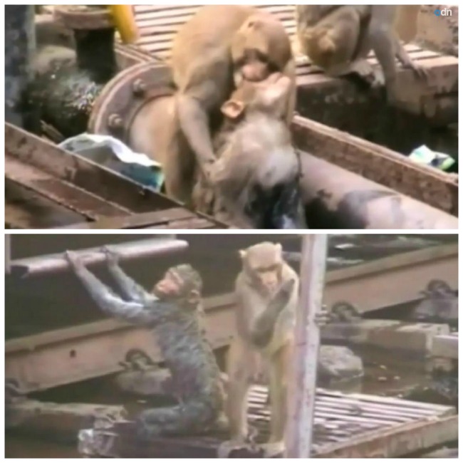 Monkey Refuses to Give Up on Electrocuted Friend, Revives Him