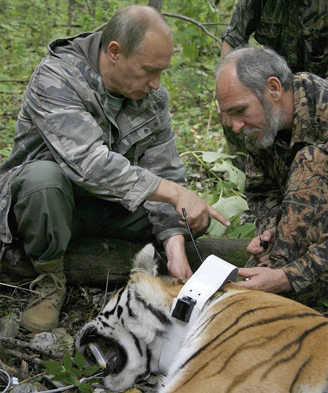 Siberian Tiger, Freed to Roam by Putin, Returns From China Sojourn